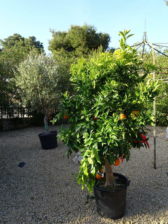 Jávea Casa Andaluz Holiday Villa מראה חיצוני תמונה